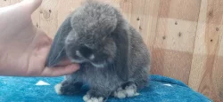 Vzácná Samička Zakrslý Beránek Minilop Hnědá Kuní!